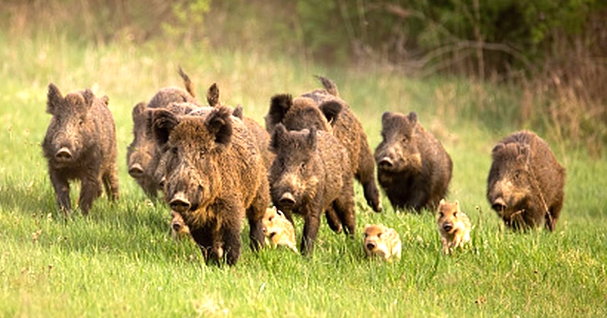 International Rotary Fellowship of Hunters organizira lov na divlje svinje